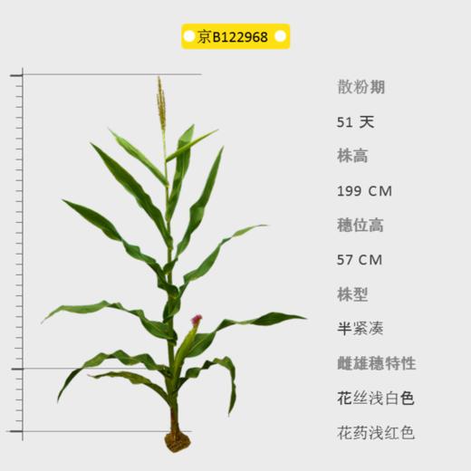 京B122968 自交系 商品图0