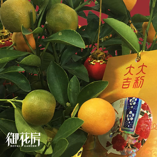 元宝金桔 · 年花盆栽（含花盆） 商品图2