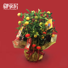 元宝金桔 · 年花盆栽（含花盆）