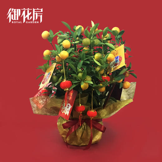 元宝金桔 · 年花盆栽（含花盆） 商品图0