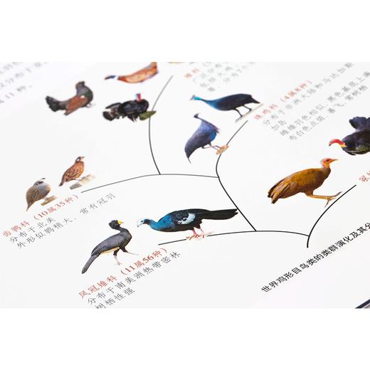中国青藏高原鸟类 商品图2