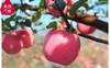 延安李氏大脑袋红富士苹果 商品缩略图4
