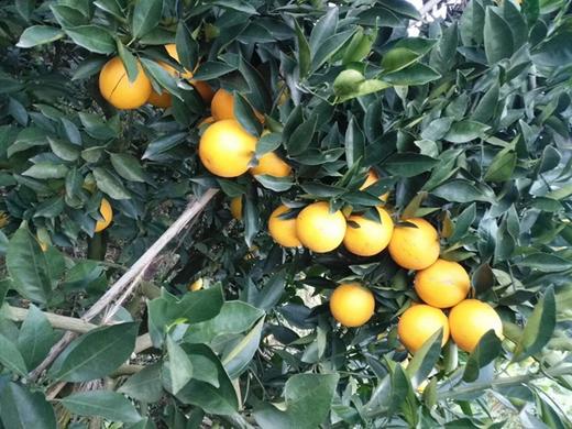 牛山冰糖橙(5kg/件)  水分充足 清甜爽口 商品图2