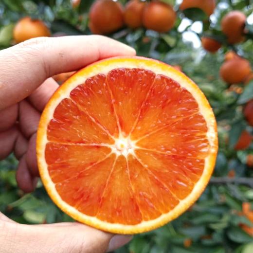甜嫩爆汁久放充血塔罗科血橙花青素水果新鲜水果现摘现发5斤包邮