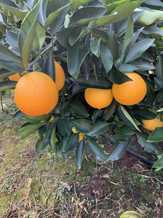 牛山冰糖橙(5kg/件)  水分充足 清甜爽口 商品图1