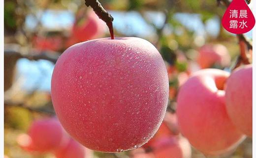 延安李氏大脑袋红富士苹果 商品图5