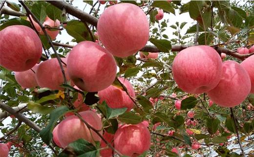 延安李氏大脑袋红富士苹果 商品图6