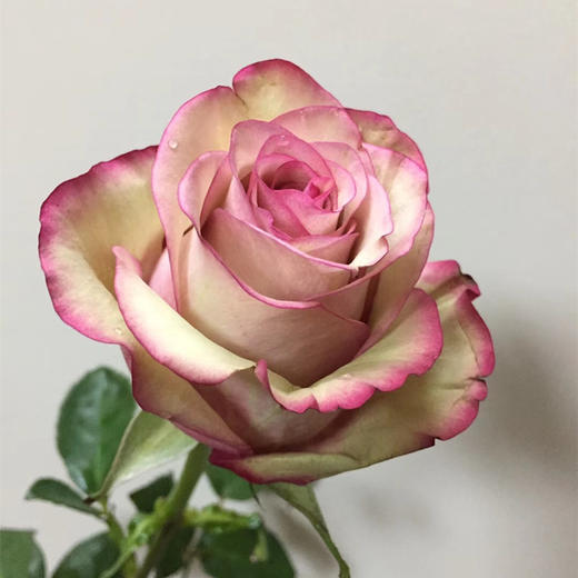 肯尼亚玫瑰咖啡时间10支