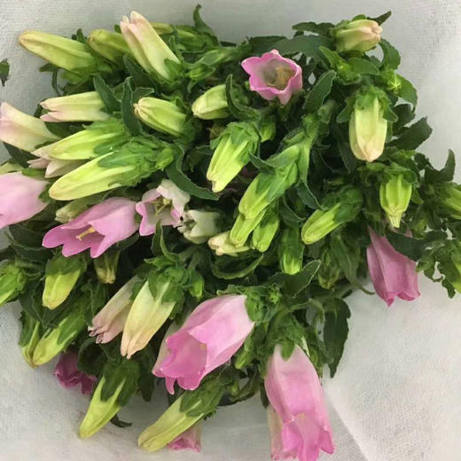 风铃花·粉色 商品图0