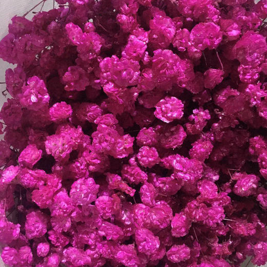 满天星伊洛斯·桃红色 商品图0