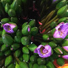 睡莲--紫色（大花） 商品缩略图0