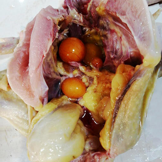 土鸡半年卡丨12只原耕正宗散养土鸡按月配送，活鸡现杀 商品图3