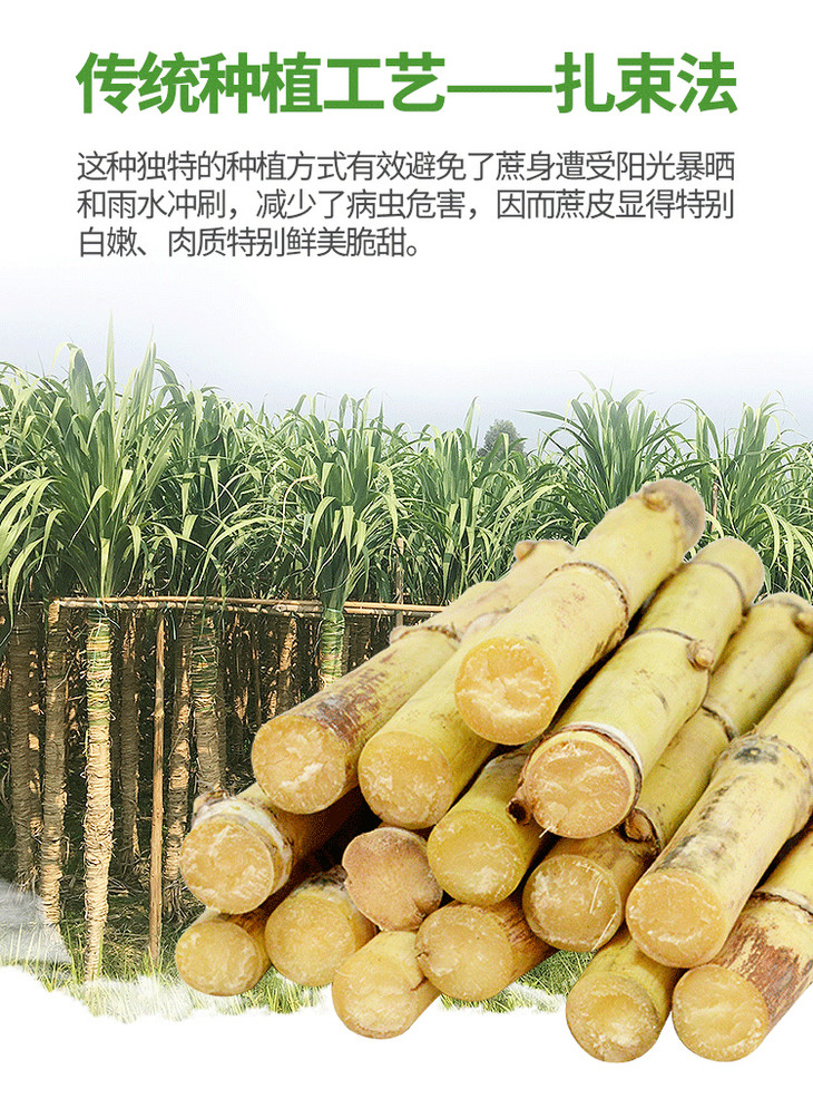 清甜多汁肉厚节长木格白玉甘蔗皮薄肉厚松脆净重5斤9斤包邮