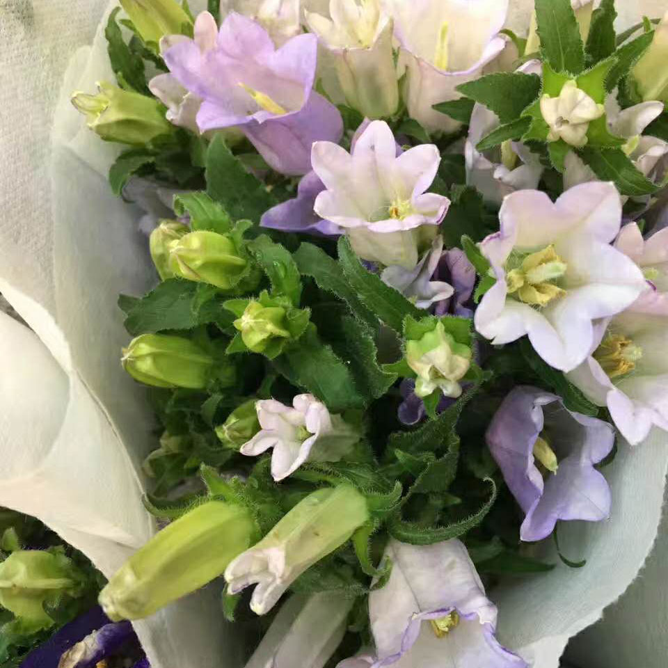 风铃花·浅紫色