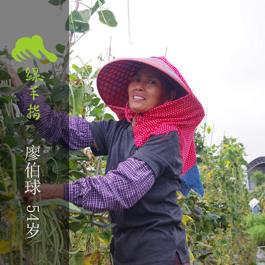 生态紫背菜 | 绿家自产* Eco-Gynura bicolor | Self-production 商品图2