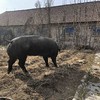 里岔黑年猪，养殖时间15-18个月。土猪养殖时间长，比一般猪肉要肥，但肥而不腻，不能吃肥肉的请选纯瘦肉。京东快递包邮，山东省外需要顺丰空运的，运费自理 商品缩略图0