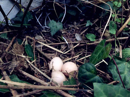 大展“篮”图礼篮土鸡蛋，包含稀缺初生蛋。送礼自用两相宜。 商品图3