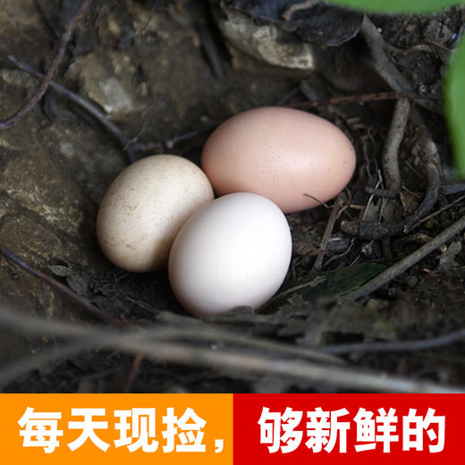 30枚原耕土鸡蛋提货卡 商品图2