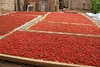 宁佐梅生态红枸杞 4年生态种植，青海省格尔木河东农场 商品缩略图3