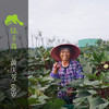生态菠菜 | 绿家自产 * ecological spinach | Self-production 商品缩略图4