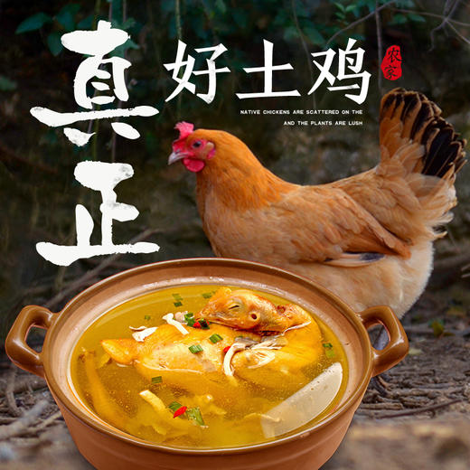土鸡半年卡丨12只原耕正宗散养土鸡按月配送，活鸡现杀 商品图1