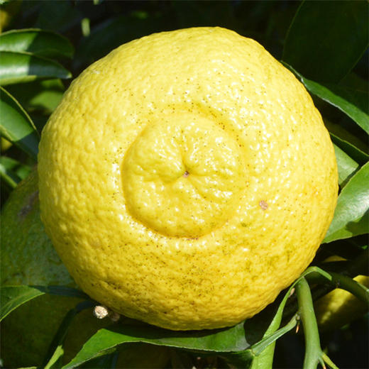 【每月内购28号】海边长大的象山青贡柚5斤装