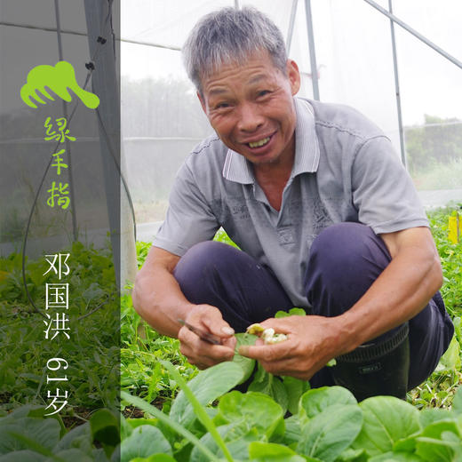 有机人参菜 | 绿家自产* Organic Ginseng | Self-production 商品图2