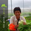 生态快菜 | 绿家自产*Ecological shortorder | Self-production 商品缩略图2
