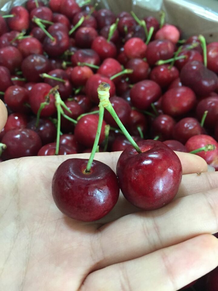 智利樱桃 lapins 规格sjd 爽脆多汁【3斤装,5斤装