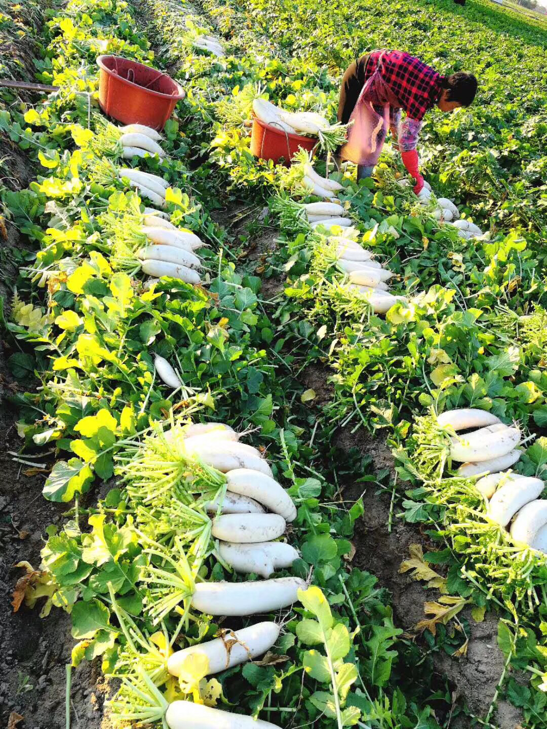 禾春元食品禾春元原生态油菜心1份约500g约350g林晓晴的菜