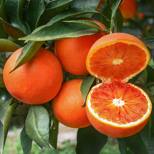 【钜惠来袭】精选四川资中塔罗科血橙 红心脐橙 脆嫩多汁 新鲜现摘