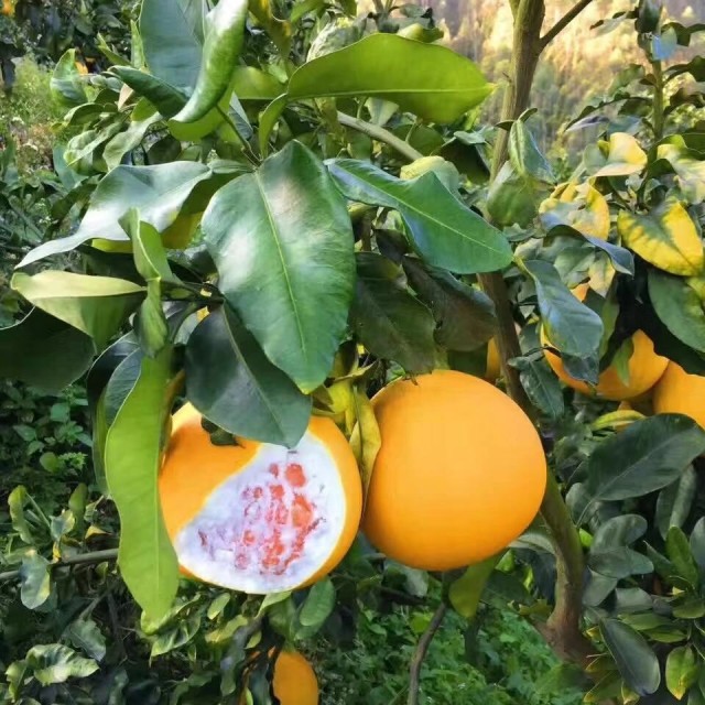 每月内购28号晚熟金橙黄金蜜柚3号910斤3只装8分甜2分酸甘肃宁夏内蒙