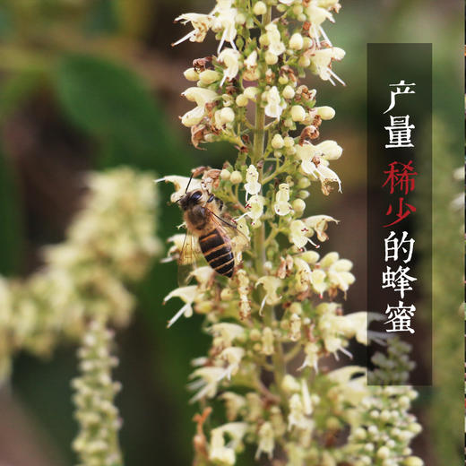 野坝子贡蜜 云南硬蜜 蜜中珍品 商品图3