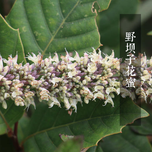 野坝子贡蜜 云南硬蜜 蜜中珍品 商品图5