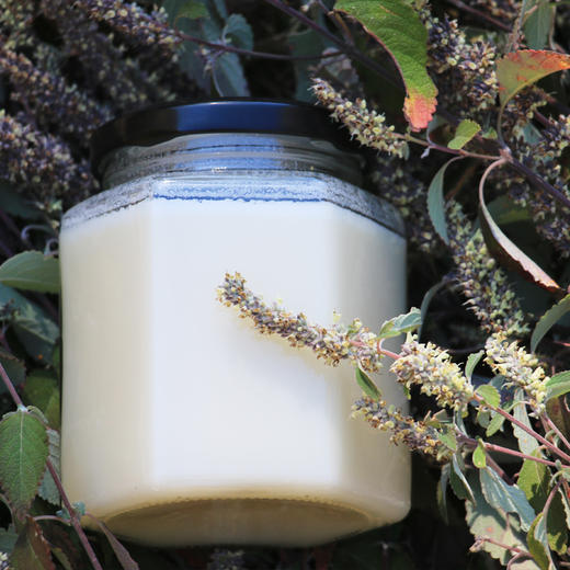 野坝子贡蜜 云南硬蜜 蜜中珍品 商品图2