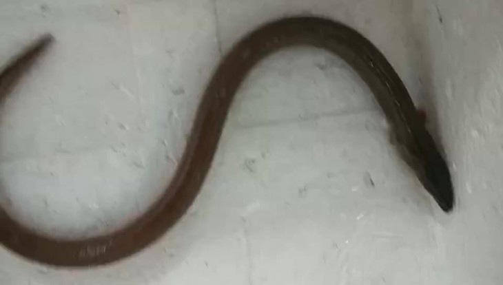 野生土龙.福建省内满200包邮,省外补拍运费差价,咨询客服