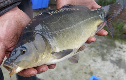 裸斑鲤鱼-500克（代杀配送） 商品图0