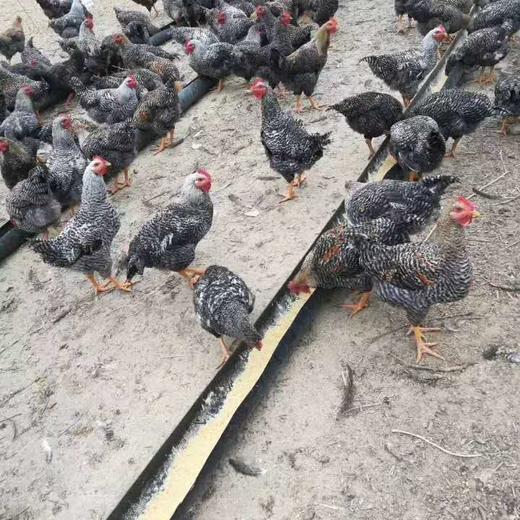 农家散养走地芦花鸡2.5kg左右 商品图2