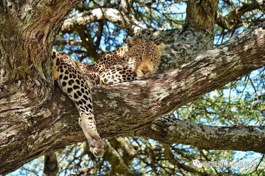 2-6人小团丨坦桑尼亚“动物世界奇观”丨塞伦盖蒂、恩戈罗火山口、塔兰吉雷7天游 商品图8