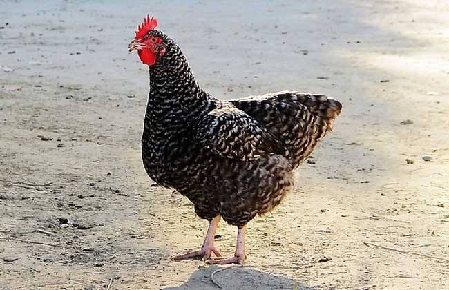 农家散养走地芦花鸡2.5kg左右