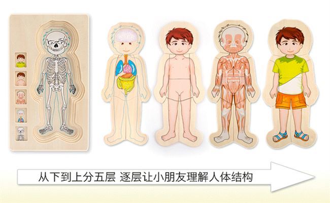 木制多层拼图嵌板男女孩人体结构幼儿童早教益智玩具