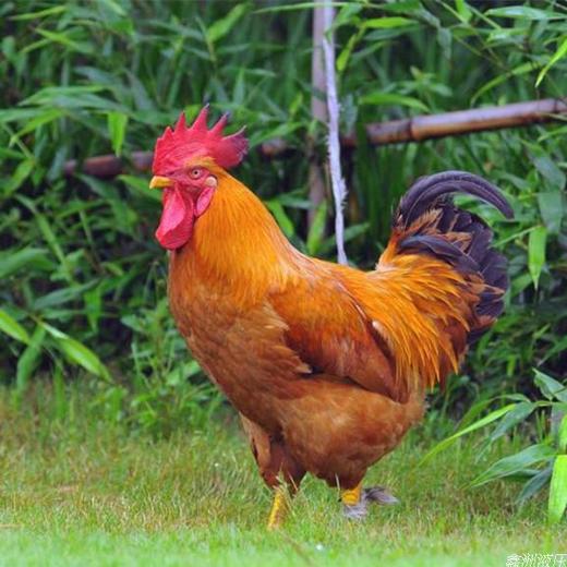 自孵小公鸡(8个月,嫩鸡)| 湖北广水 古农农场【只发广东省】