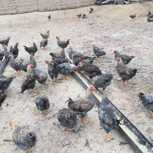 农家散养走地芦花鸡2.5kg左右 商品图1