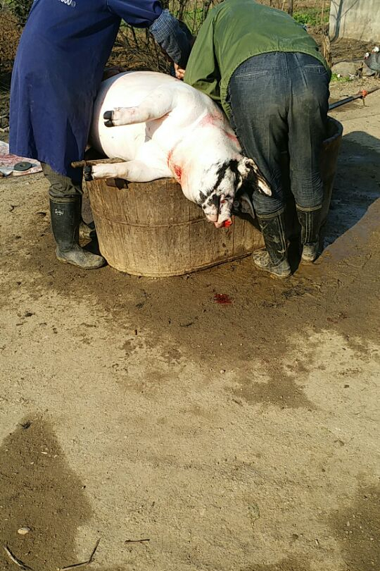 2019年新宰杀大黑猪 卤口条(猪舌头 50元/根)