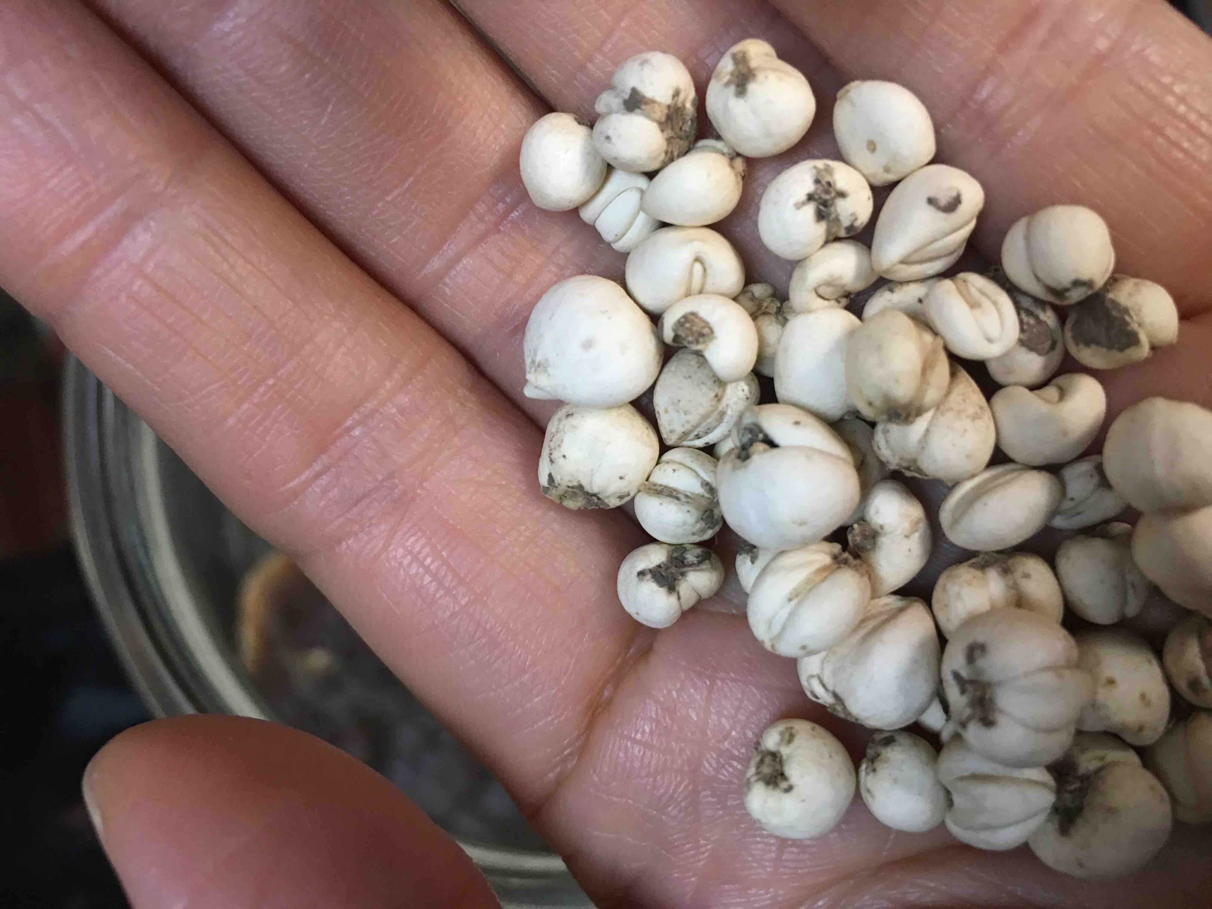 【川藏特产】 - 曹小妹的美食集合部