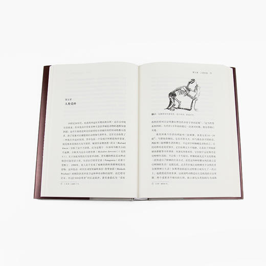 尼安德特人 2022年诺贝尔医学奖得主斯万·特帕博作品 现代分子DNA基因印记重建人类演化遗传史生物科学科普 商品图4