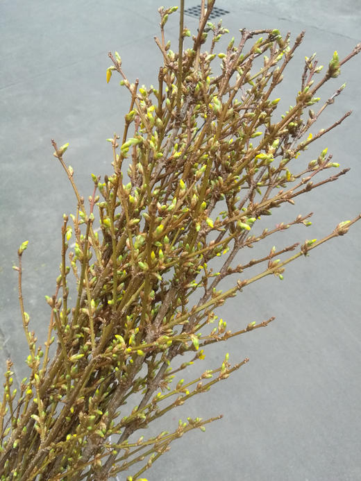 荷兰进口花材寸寸金串串金连翘热卖 商品图8