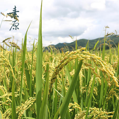 「东北大米」香甜软糯 农家自然种植 商品图3