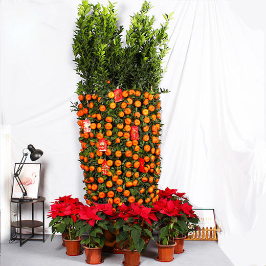 年桔盆栽-春节客厅果树带果四季观果植物年宵花卉公司大厅摆放送礼乔迁 商品图2