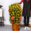 年桔盆栽-春节客厅果树带果四季观果植物年宵花卉公司大厅摆放送礼乔迁 商品缩略图5